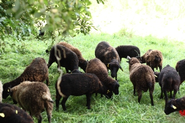 Les moutons de Marcel et Sylvie.