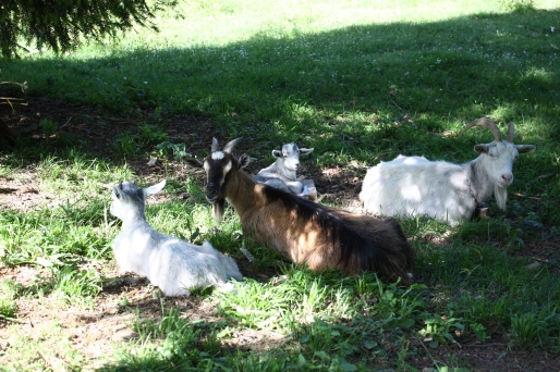 Chèvres des moines